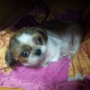 하도 로운이네 이미지