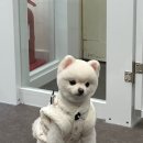 묭데이