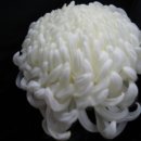 구로-구로-구로-837 이미지