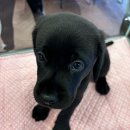 도그마루 강아지 고양이 부산점 이미지