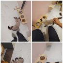 댕냥이살롱 이미지