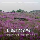 대구 가볼만한 곳 비슬산 참꽃축제, 국내에서 여기서만 볼 수 있는 29만 평 참꽃 군락지