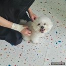 금오동물병원 애견미용실 | 구미 애견 미용 추천 멍뜰리에 비숑 곰돌이컷 후기