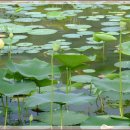 강선마을(중) 이미지