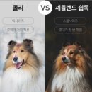 응답하라 몽몽이 이미지