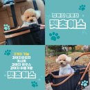 일석사 | 펫초이스 강아지 유모차 사용 후기