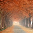 메타세콰이어길 이미지