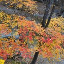 주왕산 내원마을터 가는 길에 - 숨어 우는 바람 소리 이미지