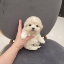 강아지분양 애견분양 꽃강아지 광진점 이미지