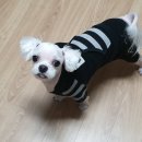 멍스바스 이미지