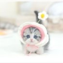 착한 고양이 이미지