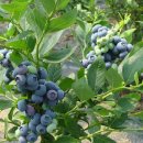 블루베리의 효능 이미지