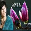 설래임