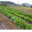 효세농장 이미지