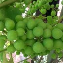 은혜와 진리교회 앞 이미지