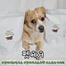 바르다펫 | 펫케어 강아지화식사료 추천, 건강한 단백질사료 강아지오리고기 야채 맛 1kg 후기