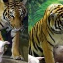 돼지엄마 이미지