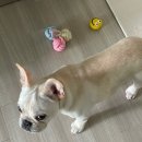 제이앤제나 역방쿠 강아지 방석 당근마켓 구매 후기