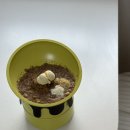 피더펫 | [페티코 강아지 식기 추천] 높이조절 슬로우피더 강아지 밥그릇 후기
