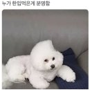 밈