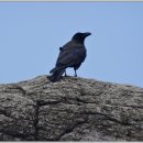 노고단-2 이미지