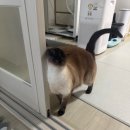 와요 | 펫시터 어플 와요 Wayo 내돈내산 사용후기