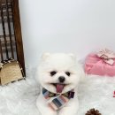 엔젤라독
