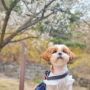 도그지음 이미지