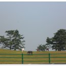 평화목장2 이미지