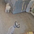 버블퍼피 이미지