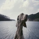 유어펫그루밍 이미지