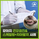 해오름 동물병원 네이버블로그