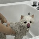 그루비펫 이미지