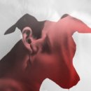 Art dog | 영화: 개를 찾습니다 (Dog Food, 2014) 줄거리, 결말,추천 이유,감상평