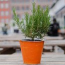 입춘허브 이미지