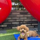 맥스켄넬 이미지