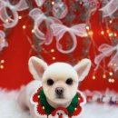 하이몽 애견미용실 이미지