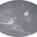 수지차유리