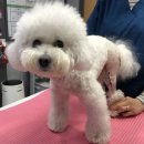 치료멍멍동물병원 이미지