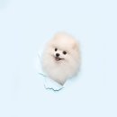 블루멍 펫 테라피 이미지