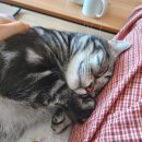 고양이집:고집 이미지