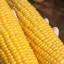 번성농장 이미지