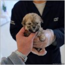 대구강아지분양 홍스퍼피 이미지