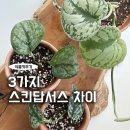 수경반점 | 스킨답서스 엔젤, 실버 레이디, 실버스플래쉬 차이