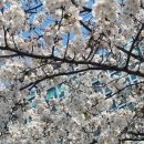 리버티워코 | 3-4월 일상 : 벚꽃 구경