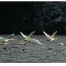 알바트로스 이미지