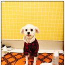 부산애견호텔 애견유치원 맘바이 서면본점 | 부산애견유치원, 특별했던 맘바이 서면본점 이용 후기와 추천 이유