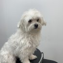 츄츄살롱 이미지