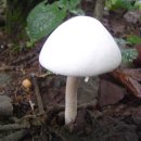 흰주름버섯 이미지