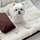 강아지공간 이미지